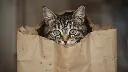 Cat Bag.webp