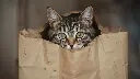 Enrichment Bag